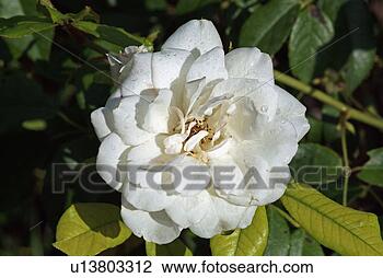 Stock Photo - gardenia flower. 
fotosearch - search 
stock photos, 
pictures, images, 
and photo clipart