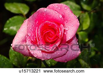 Stock Photography - pink rose. fotosearch 
- search stock 
photos, pictures, 
images, and photo 
clipart
