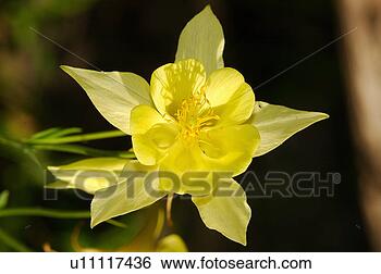 Stock Photo - yellow flower. 
fotosearch - search 
stock photos, 
pictures, images, 
and photo clipart
