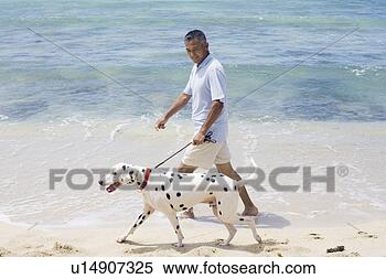 Banco de Imagem - homem,  andar, 
 praia,  cão. 
fotosearch - busca 
de fotos, imagens 
e clipart