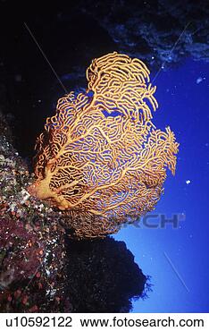 Stock Photo - search, scuba 
diving, probe, 
adventure, scuba 
diver, underwater, 
guam. fotosearch 
- search stock 
photos, pictures, 
images, and photo 
clipart
