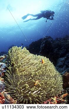 Stock Photo - search, scuba 
diving, probe, 
adventure, scuba 
diver, underwater, 
guam. fotosearch 
- search stock 
photos, pictures, 
images, and photo 
clipart