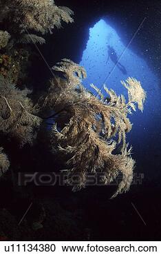 Stock Photography - search, scuba 
diving, probe, 
adventure, scuba 
diver, underwater, 
guam. fotosearch 
- search stock 
photos, pictures, 
images, and photo 
clipart
