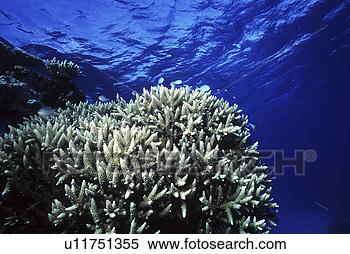 Stock Image - search, scuba 
diving, probe, 
adventure, scuba 
diver, underwater, 
guam. fotosearch 
- search stock 
photos, pictures, 
images, and photo 
clipart