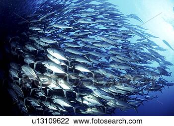 Stock Photo - search, scuba 
diving, probe, 
adventure, scuba 
diver, underwater, 
guam. fotosearch 
- search stock 
photos, pictures, 
images, and photo 
clipart