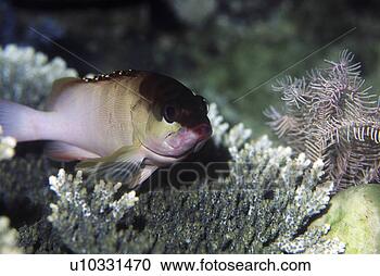 Stock Photography - fish, adventure, 
underwater, search, 
probe, finny, 
scuba diving. 
fotosearch - search 
stock photos, 
pictures, images, 
and photo clipart