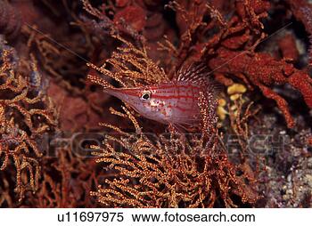 Stock Image - fish, adventure, 
underwater, search, 
probe, finny, 
scuba diving. 
fotosearch - search 
stock photos, 
pictures, images, 
and photo clipart