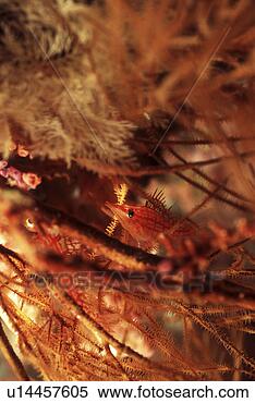 Stock Image - fish, adventure, 
underwater, search, 
probe, finny, 
scuba diving. 
fotosearch - search 
stock photos, 
pictures, images, 
and photo clipart