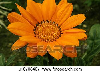 Picture - bud, petal, seed, 
close-up, garden, 
orange, flower. 
fotosearch - search 
stock photos, 
pictures, images, 
and photo clipart