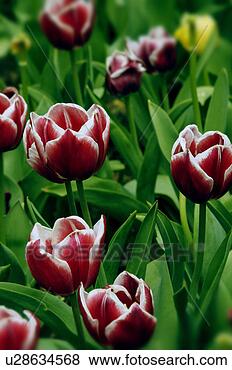 Stock Photo - green, petal, 
pink, close-up, 
garden, trunk, 
flower. fotosearch 
- search stock 
photos, pictures, 
images, and photo 
clipart