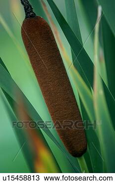 Stock Photo - green, petal, 
seed, close-up, 
garden, flower. 
fotosearch - search 
stock photos, 
pictures, images, 
and photo clipart