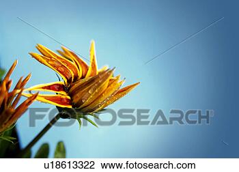 Stock Photo - seed, petal, yellow, 
close-up, garden, 
flower. fotosearch 
- search stock 
photos, pictures, 
images, and photo 
clipart