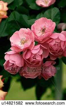 Stock Photo - stamen, petal, 
pink, close-up, 
garden, green, 
flower. fotosearch 
- search stock 
photos, pictures, 
images, and photo 
clipart