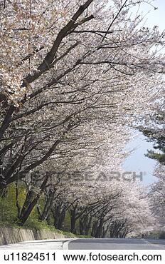 Stock Photography - scenery, south 
korea, country, 
asia, outside, 
view, korea. fotosearch 
- search stock 
photos, pictures, 
images, and photo 
clipart