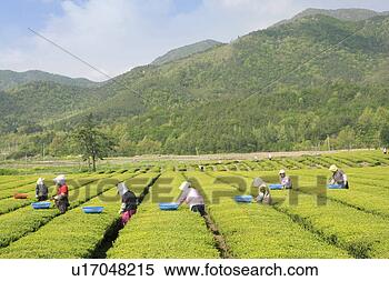 Stock Image - scenery, south 
korea, country, 
asia, outside, 
view, korea. fotosearch 
- search stock 
photos, pictures, 
images, and photo 
clipart