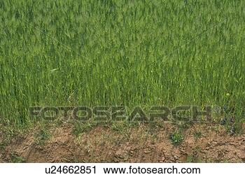 Stock Photography - scenery, south 
korea, country, 
asia, outside, 
view, korea. fotosearch 
- search stock 
photos, pictures, 
images, and photo 
clipart