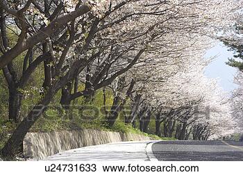 Stock Photo - scenery, south 
korea, country, 
asia, outside, 
view, korea. fotosearch 
- search stock 
photos, pictures, 
images, and photo 
clipart