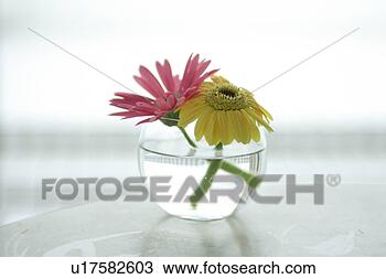 Banco de Imagem - gerbera,  vaso. 
fotosearch - busca 
de fotos, imagens 
e clipart