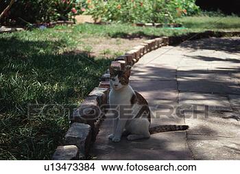 Banco de Imagem - gato,  olhar, 
 câmera. fotosearch 
- busca de fotos, 
imagens e clipart