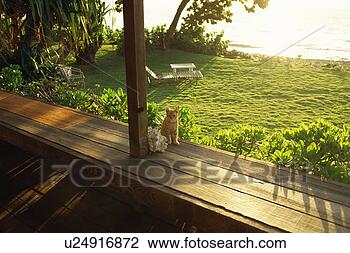 Banco de Imagem - gato,  olhar, 
 câmera. fotosearch 
- busca de fotos, 
imagens e clipart