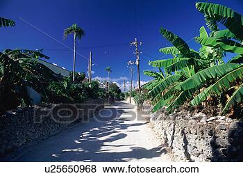 Banco de Imagem - palma,  árvore, 
 estrada. fotosearch 
- busca de fotos, 
imagens e clipart