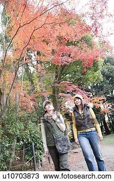 Banco de Imagem - dois,   jovem, 
  mulheres,   
andar,   kamigamo, 
  santuário,  
 kyoto. fotosearch 
- busca de fotos, 
imagens e clipart