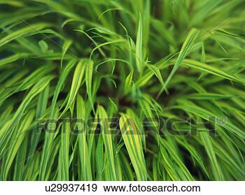 Stock Photograph - bunch of green 
elongated leaves 
of a plant. fotosearch 
- search stock 
photos, pictures, 
images, and photo 
clipart