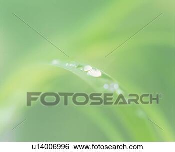 Stock Photo - close up of the 
water droplets 
on the curved 
leaf. fotosearch 
- search stock 
photos, pictures, 
images, and photo 
clipart