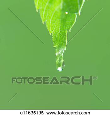 Banco de Imagem - fim,  cima,  água, 
 gota,  folha. 
fotosearch - busca 
de fotos, imagens 
e clipart
