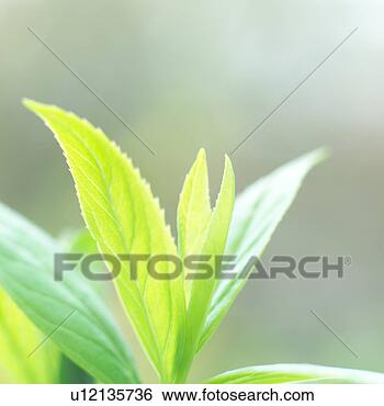 Banco de Imagem - fim,  cima,  luminoso, 
 verde,  folhas, 
 planta. fotosearch 
- busca de fotos, 
imagens e clipart