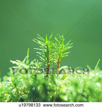 Stock Photo - green plants on 
a sunny day. fotosearch 
- search stock 
photos, pictures, 
images, and photo 
clipart