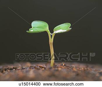 Arquivo de Fotografias - verde,  broto. 
fotosearch - busca 
de fotos, imagens 
e clipart