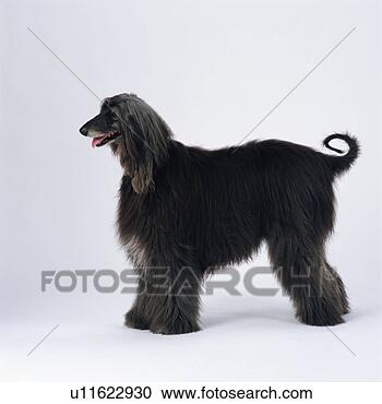 Arquivo de Fotografias - afghan,  cão caça, 
 ficar. fotosearch 
- busca de fotos, 
imagens e clipart