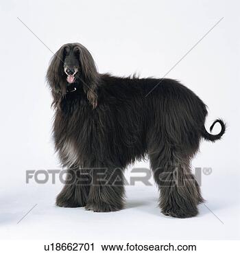 Arquivo de Fotografia - afghan,  cão caça, 
 ficar. fotosearch 
- busca de fotos, 
imagens e clipart