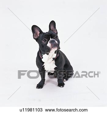 olde english bulldog