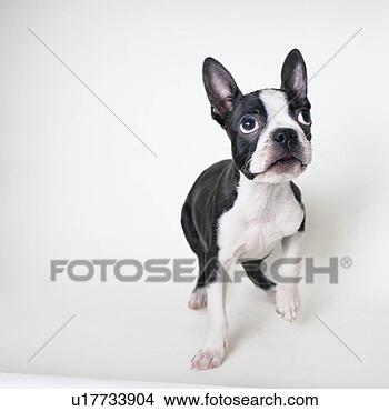 Stock Photo - boston terrier 
looking up. fotosearch 
- search stock 
photos, pictures, 
images, and photo 
clipart