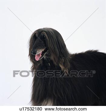 Stock Photography - close up of a 
an afghan hound. 
fotosearch - search 
stock photos, 
pictures, images, 
and photo clipart