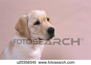 Stock Image - close up of a 
labrador retriever. 
fotosearch - search 
stock photos, 
pictures, images, 
and photo clipart