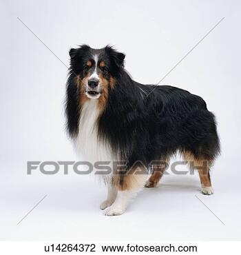 Stock Photo - long haired shetland 
sheepdog standing. 
fotosearch - search 
stock photos, 
pictures, images, 
and photo clipart