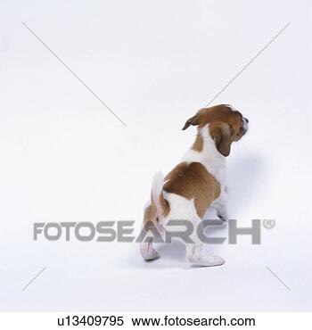 Stock Image - rear view of jack 
russell terrier 
standing. fotosearch 
- search stock 
photos, pictures, 
images, and photo 
clipart