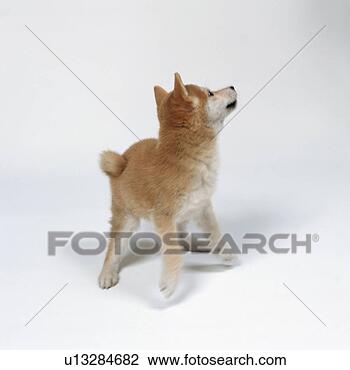 Stock Photo - shiba inu looking 
up. fotosearch 
- search stock 
photos, pictures, 
images, and photo 
clipart