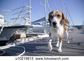 Banco de Imagem - beagle,  porto. 
fotosearch - busca 
de fotos, imagens 
e clipart