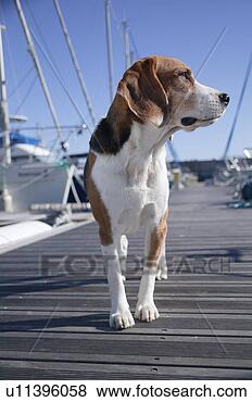Banco de Imagem - beagle,  porto. 
fotosearch - busca 
de fotos, imagens 
e clipart