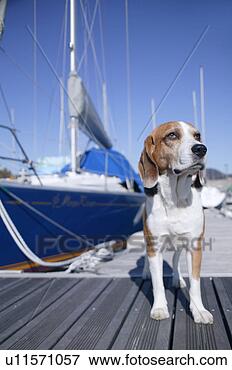 Foto - beagle,  porto. 
fotosearch - busca 
de fotos, imagens 
e clipart