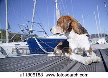 Banco de Imagem - beagle,  porto. 
fotosearch - busca 
de fotos, imagens 
e clipart