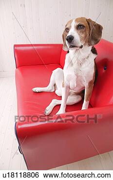Stock Photo - beagle in a sofa. 
fotosearch - search 
stock photos, 
pictures, images, 
and photo clipart