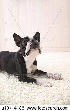 Banco de Imagem - boston,  terrier, 
 estúdio,  tiro. 
fotosearch - busca 
de fotos, imagens 
e clipart
