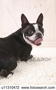 Banco de Imagem - boston,  terrier, 
 estúdio,  tiro. 
fotosearch - busca 
de fotos, imagens 
e clipart