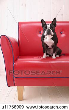 Arquivo Fotográficos - boston,  terrier, 
 sofá. fotosearch 
- busca de fotos, 
imagens e clipart