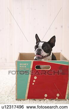 Banco de Imagem - boston,  terrier. 
fotosearch - busca 
de fotos, imagens 
e clipart